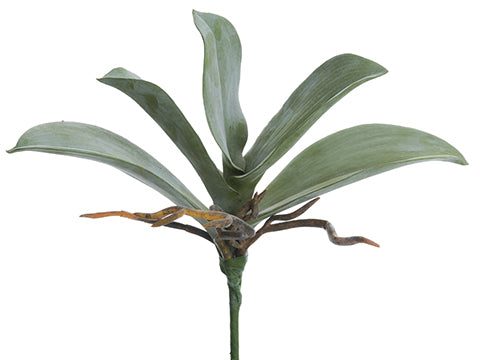 9.5" Phalaenopsis Orchid Leaf Plant x5 Green Moss (pack of 12)
