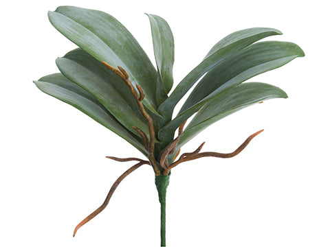 12.5" Phalaenopsis Orchid Leaf Plant x7 Green Moss (pack of 12)