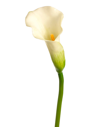 Cream Green