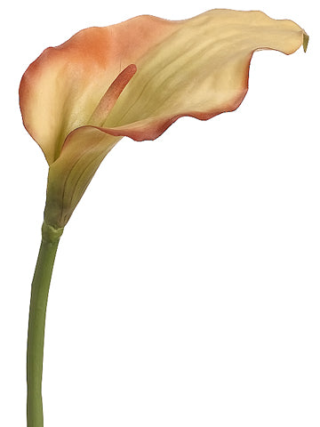 31.5" Calla Lily Spray  Honey Brick (pack of 12)