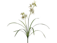 28" Cymbidium Orchid Plant  Cream Green (pack of 12)