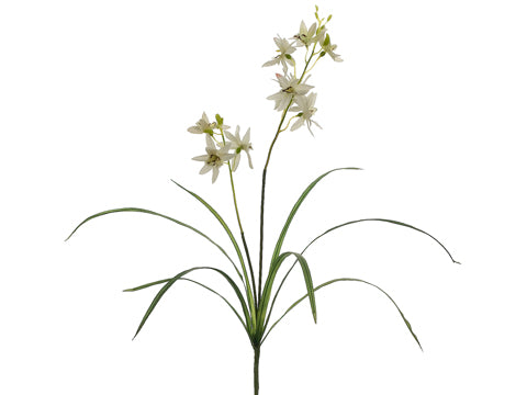 28" Cymbidium Orchid Plant  Cream Green (pack of 12)