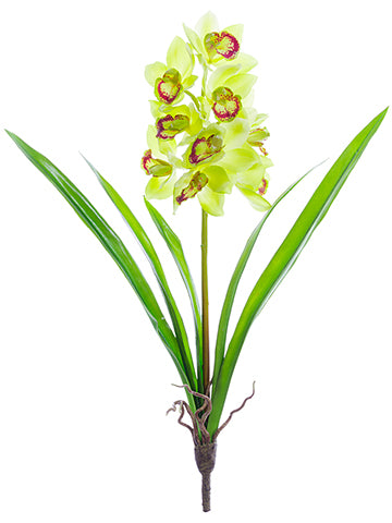 27" Cymbidium Orchid Plant  Green (pack of 6)
