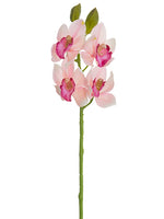 Pink Fuschia