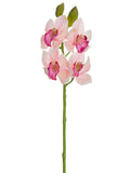 Pink Fuschia