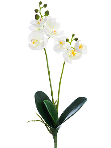 18.5" Phalaenopsis Orchid Plant x2 White (pack of 12)