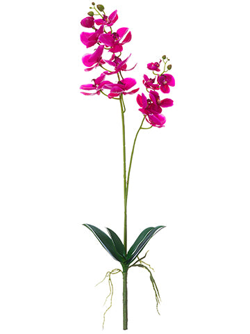 Orchid