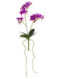 Orchid