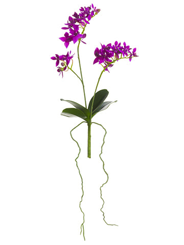 Orchid