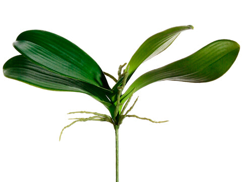 8" Phalaenopsis Orchid Leaf Plant Green (pack of 12)