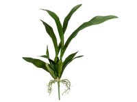 23" Oncidium Orchid Leaf Plant Green (pack of 12)
