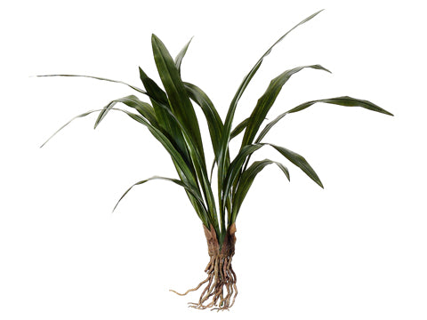 27" Cymbidium Leaf Plant with Roots Green (pack of 6)