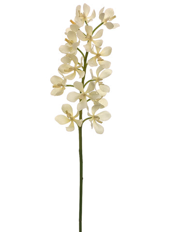Cream