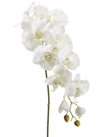 Cream Green