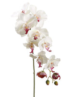 Cream Rubrum
