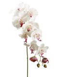 Cream Rubrum