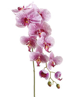 Lavender Orchid