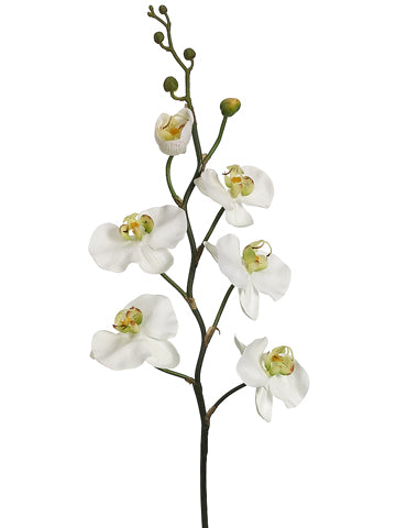 32" Phalaenopsis Orchid Spray  Cream Green (pack of 12)