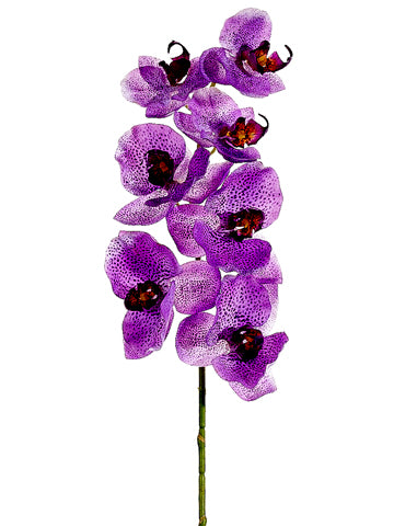 Orchid Lilac