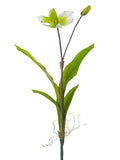 White Green