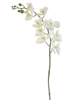 42" Phalaenopsis Orchid Spray  Cream Green (pack of 6)