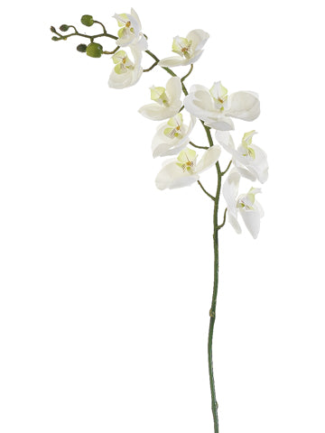 42" Phalaenopsis Orchid Spray  Cream Green (pack of 6)