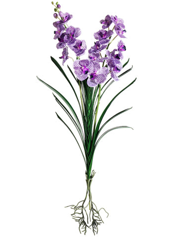 37" Vanda Orchid Plant  Purple (pack of 6)