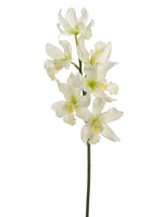 32" Cymbidium Orchid Spray  White (pack of 6)