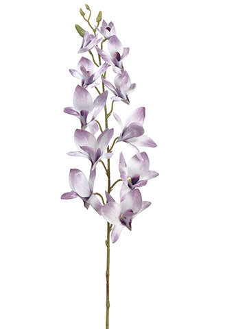 Two Tone Lavender