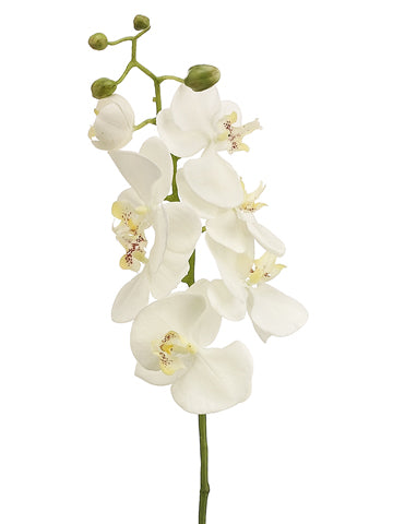 28" Phalaenopsis Orchid Spray  White Yellow (pack of 6)