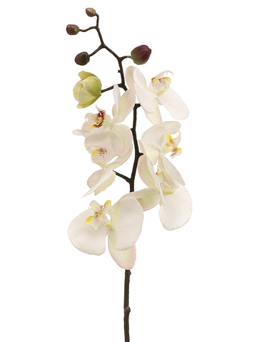 28" Phalaenopsis Orchid Spray  Cream Pink (pack of 6)