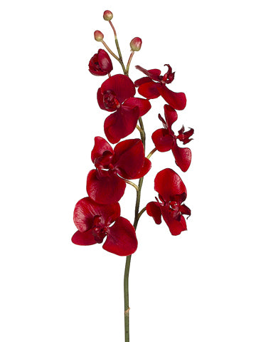 38" Phalaenopsis Orchid Spray  Red (pack of 6)