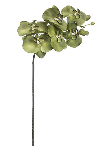 36" Phalaenopsis Orchid Spray With 6 Flowers And 4 Buds Green (pack of 6)