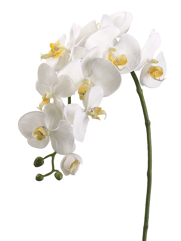31.5" Phalaenopsis Spray  Cream (pack of 6)