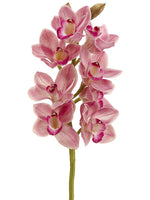 Rubrum