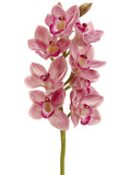 Rubrum