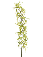 32" Brassia Orchid Spray  Two Tone Green (pack of 6)