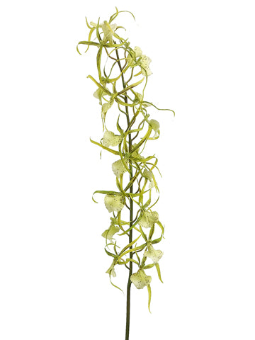 32" Brassia Orchid Spray  Two Tone Green (pack of 6)