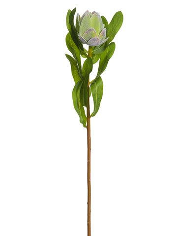 19" Protea Bud Spray  Green (pack of 12)