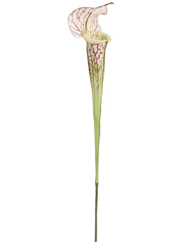 28" Pitcher Plant Spray  Cream Burgundy (pack of 12)