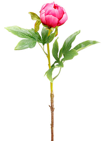 Boyserberry