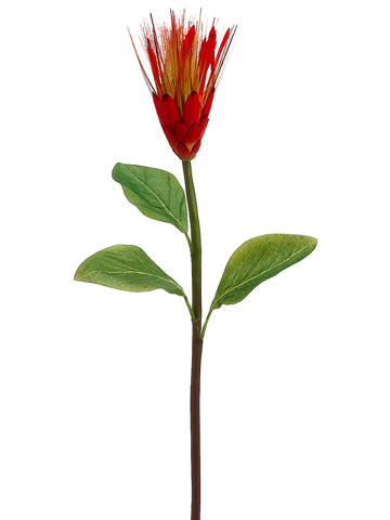 24" Star Protea Spray  Flame (pack of 12)
