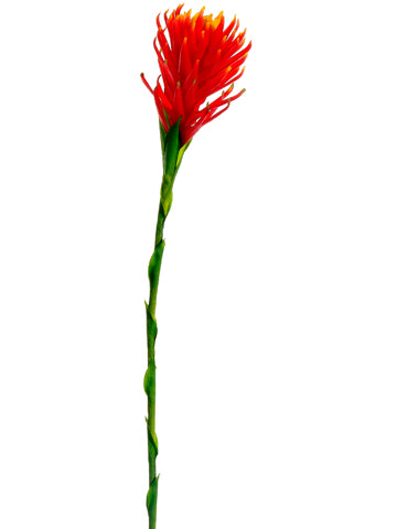36" Protea Spray  Red Orange (pack of 12)