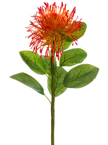 27" Pinchushion Protea Spray  Orange Red (pack of 12)