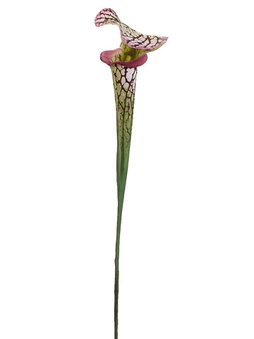 28" Pitcher Plant Spray  Green Burgundy (pack of 12)