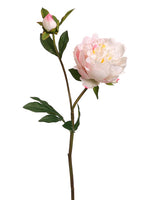 Cream Cerise