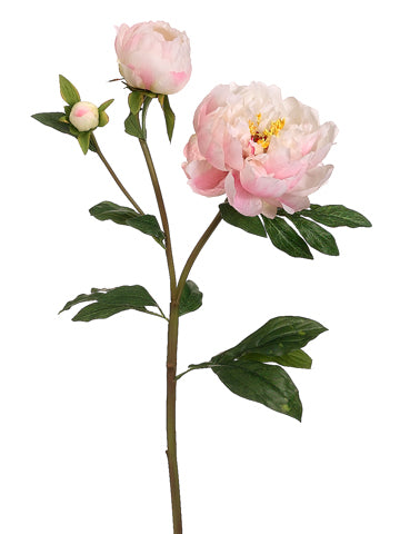 30" Grand Peony Spray w/2 Buds Cream Cerise (pack of 12)