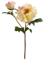 Cream Cerise