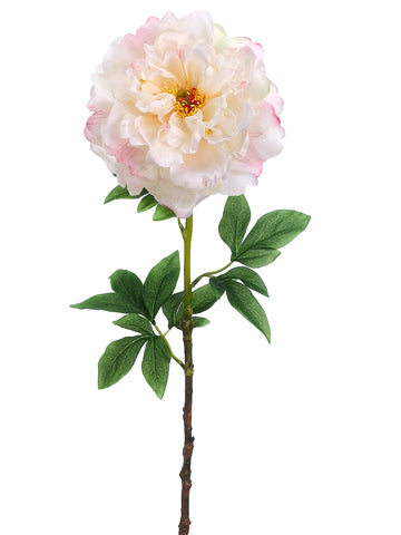 Cream Pink