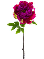 Rubrum Boysenberry